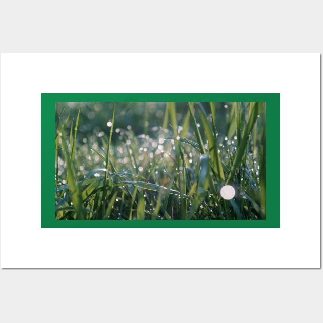 Grass Shining with Raindrops Wall Art by 1Redbublppasswo